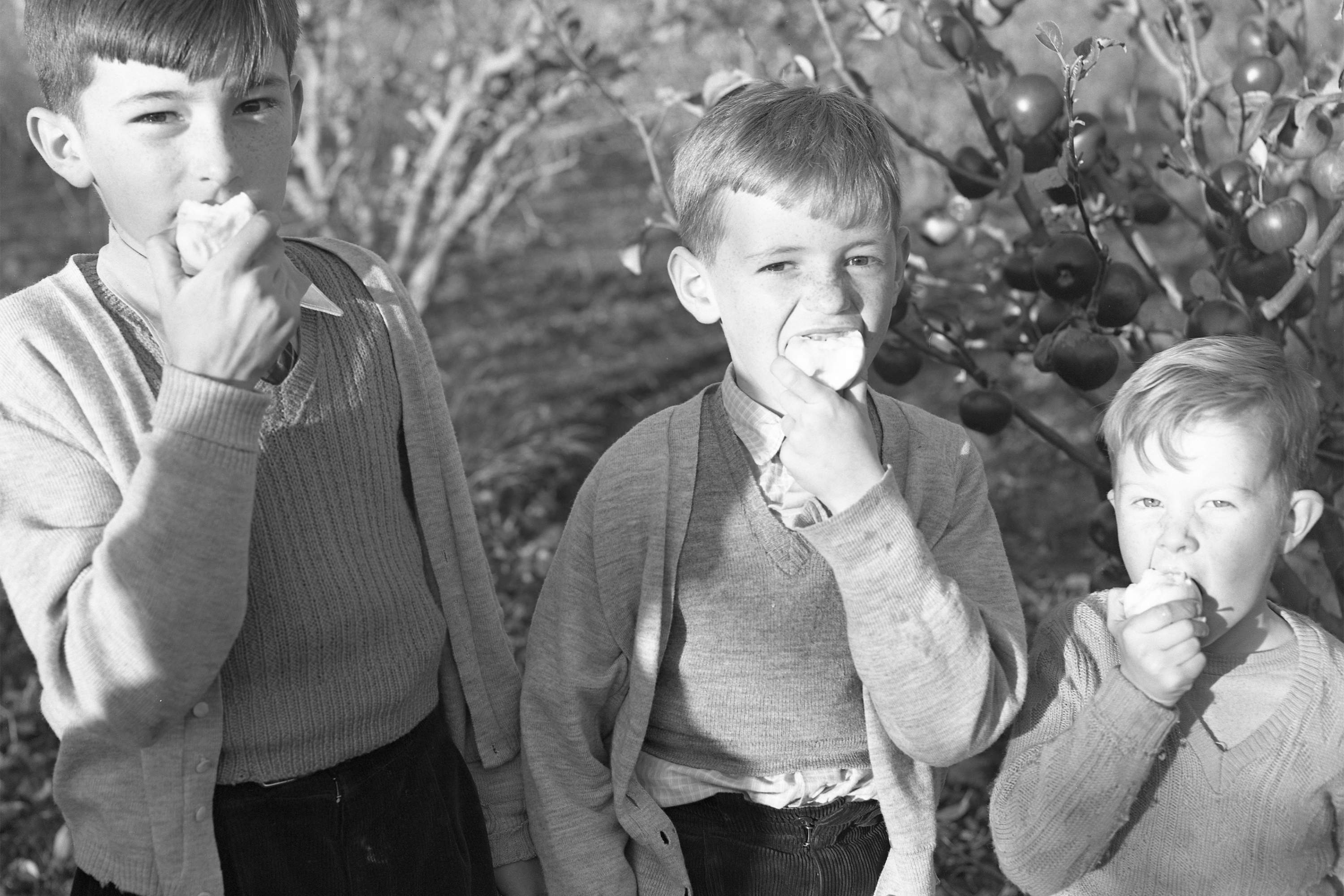 Children enjoying fresh apples on an orchard, Huon Valley, Tasmania, c1950s.