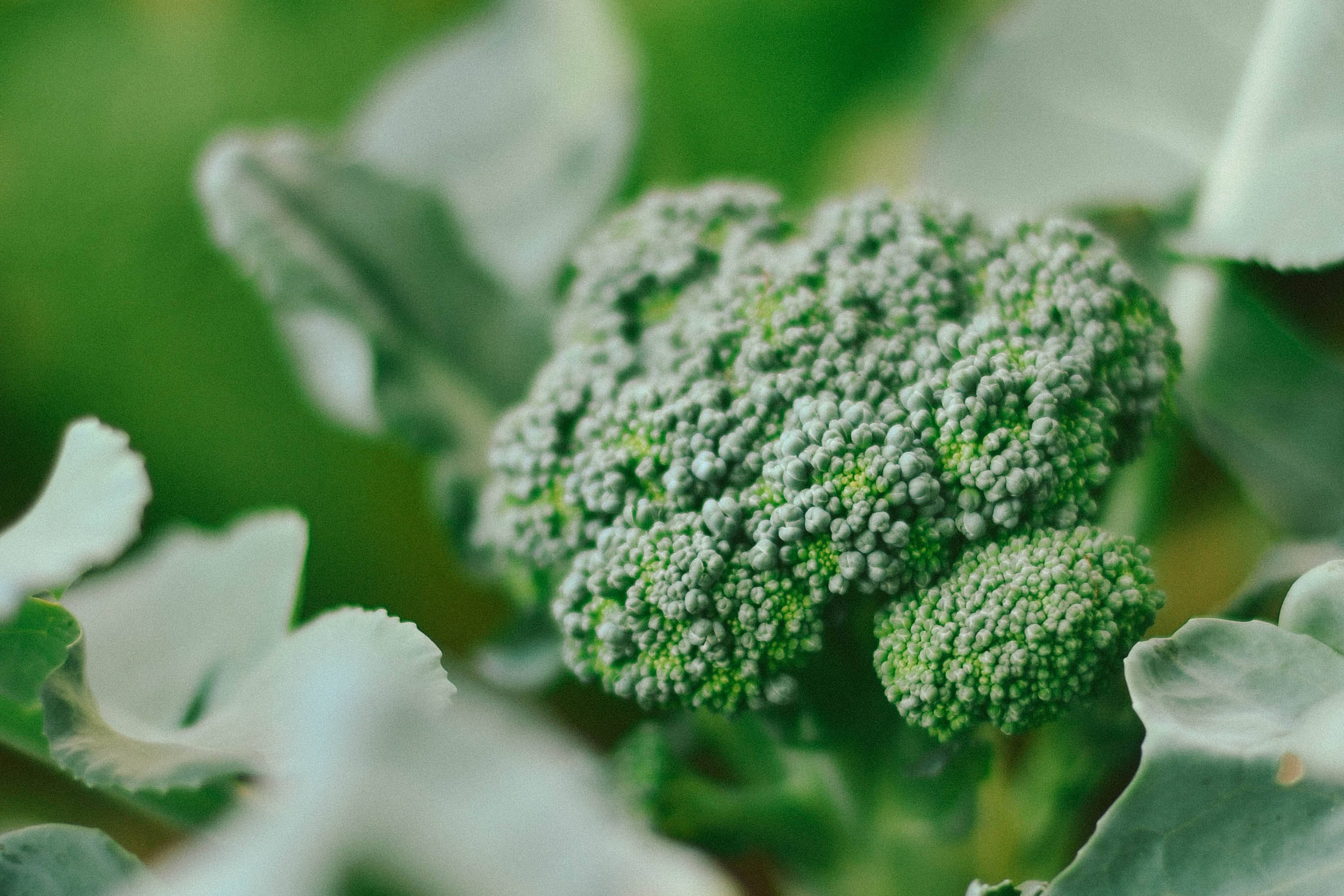 Fresh broccoli. Photo: Marina Helena Muller / Unsplash.