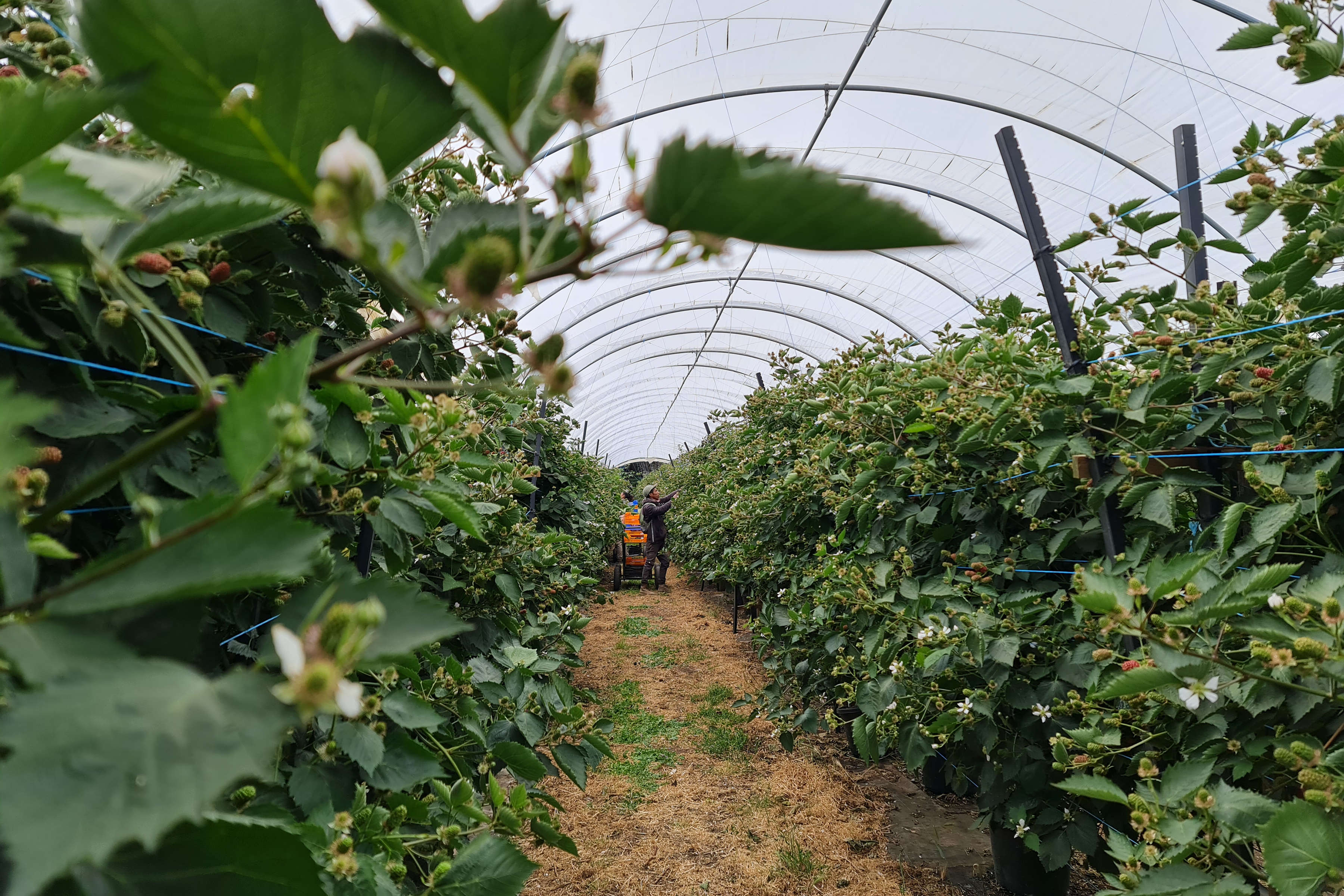 Strawberry polytunnel at Burlington Berries. Photo: supplied.