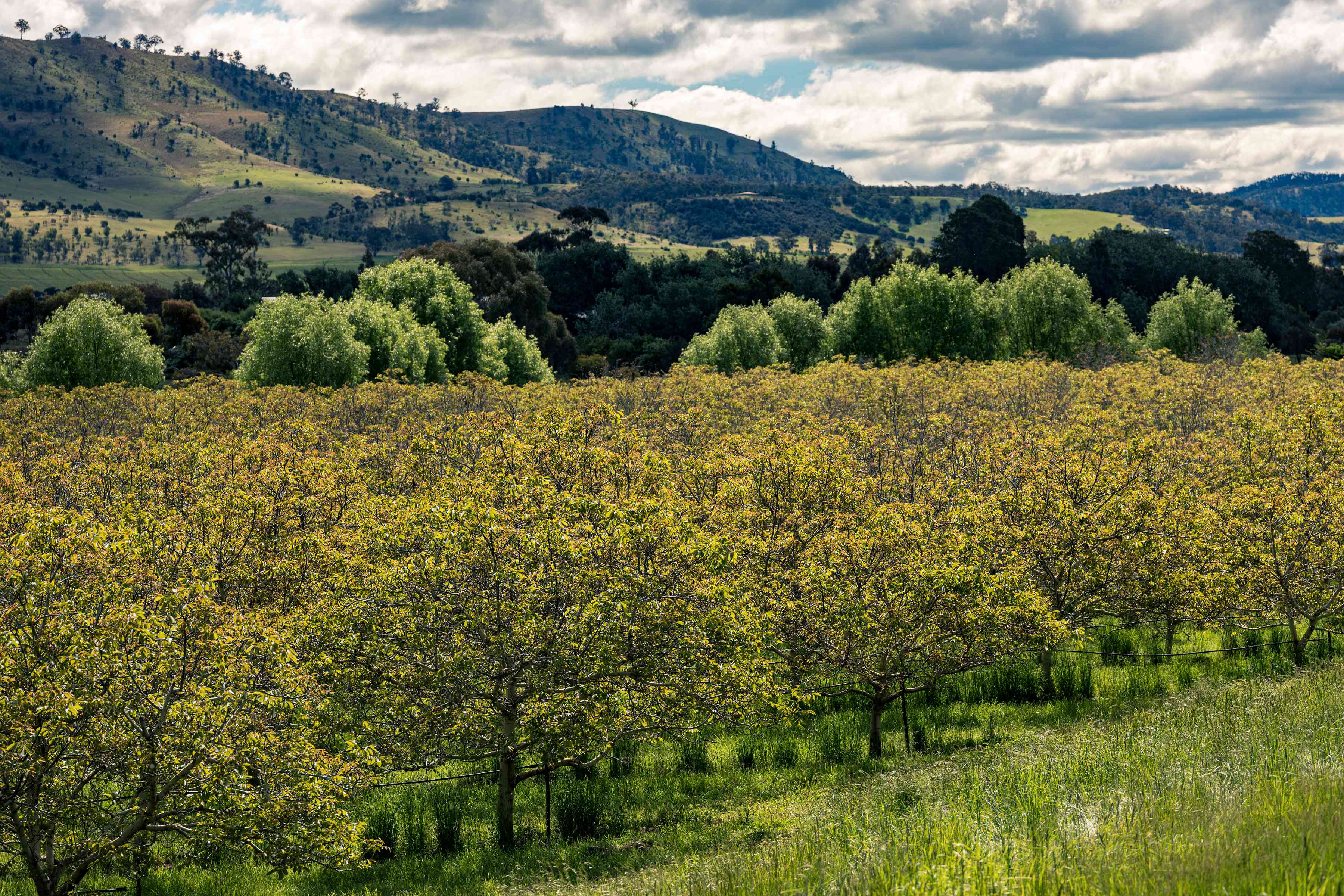 Walnut orchard at Coaldale Walnuts, Southern Tasmania. Photo: Andrew Wilson.