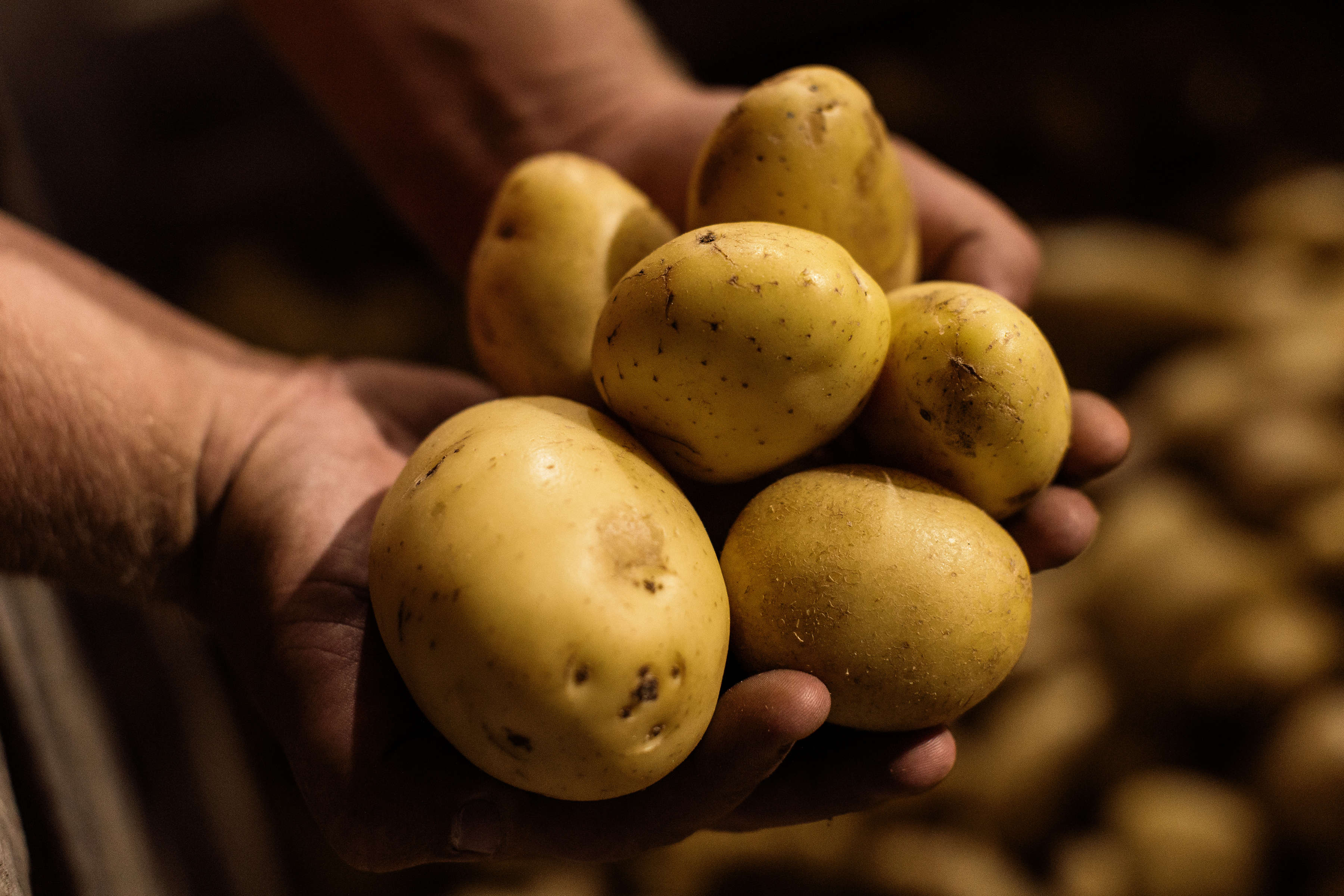 Potatoes by Daly Potato Co, South-East Tasmania. Photo: Samuel Shelley / Brand Tasmania.