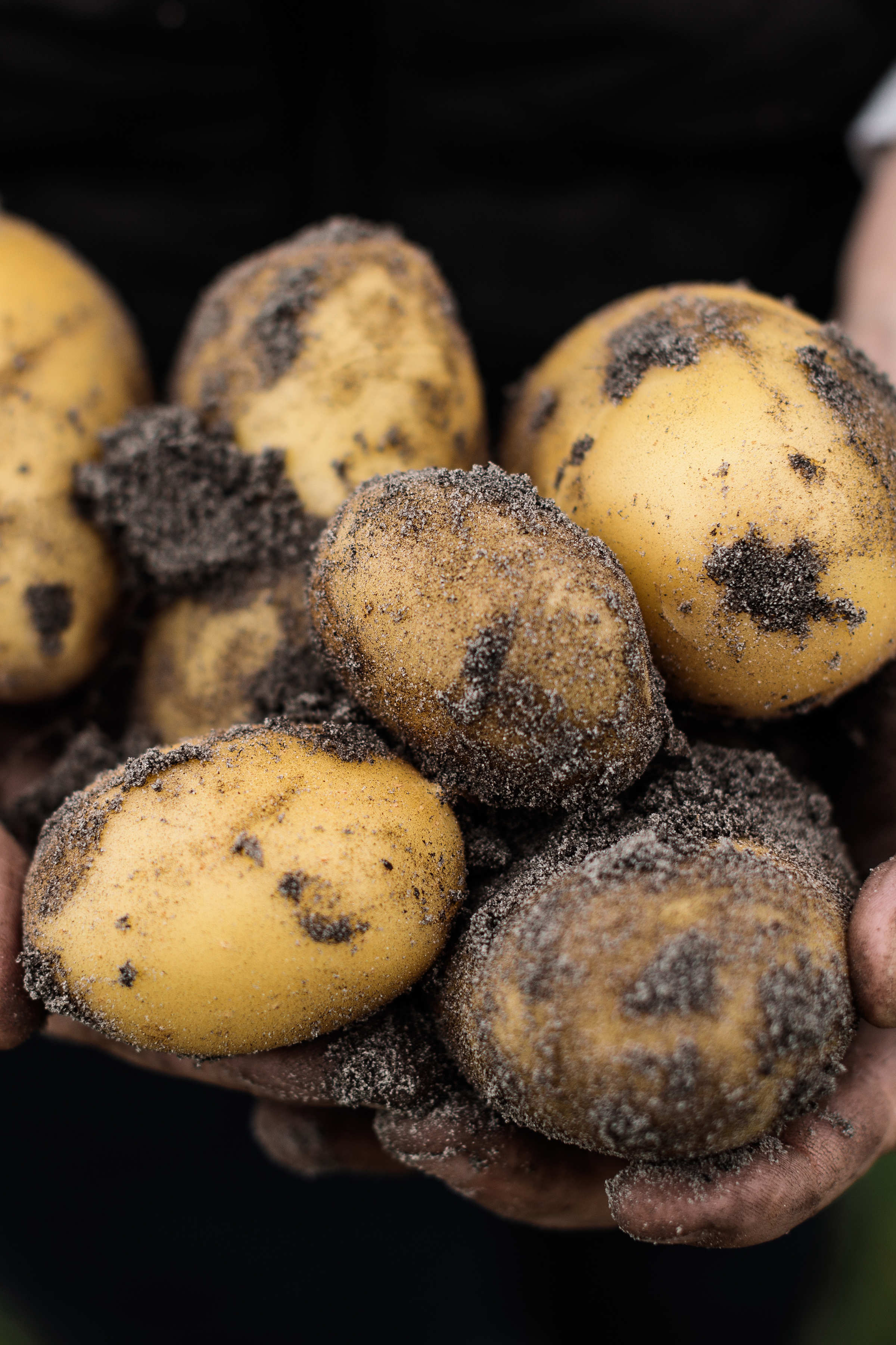 Potatoes by Daly Potato Co, South-East Tasmania. Photo: Samuel Shelley / Brand Tasmania.
