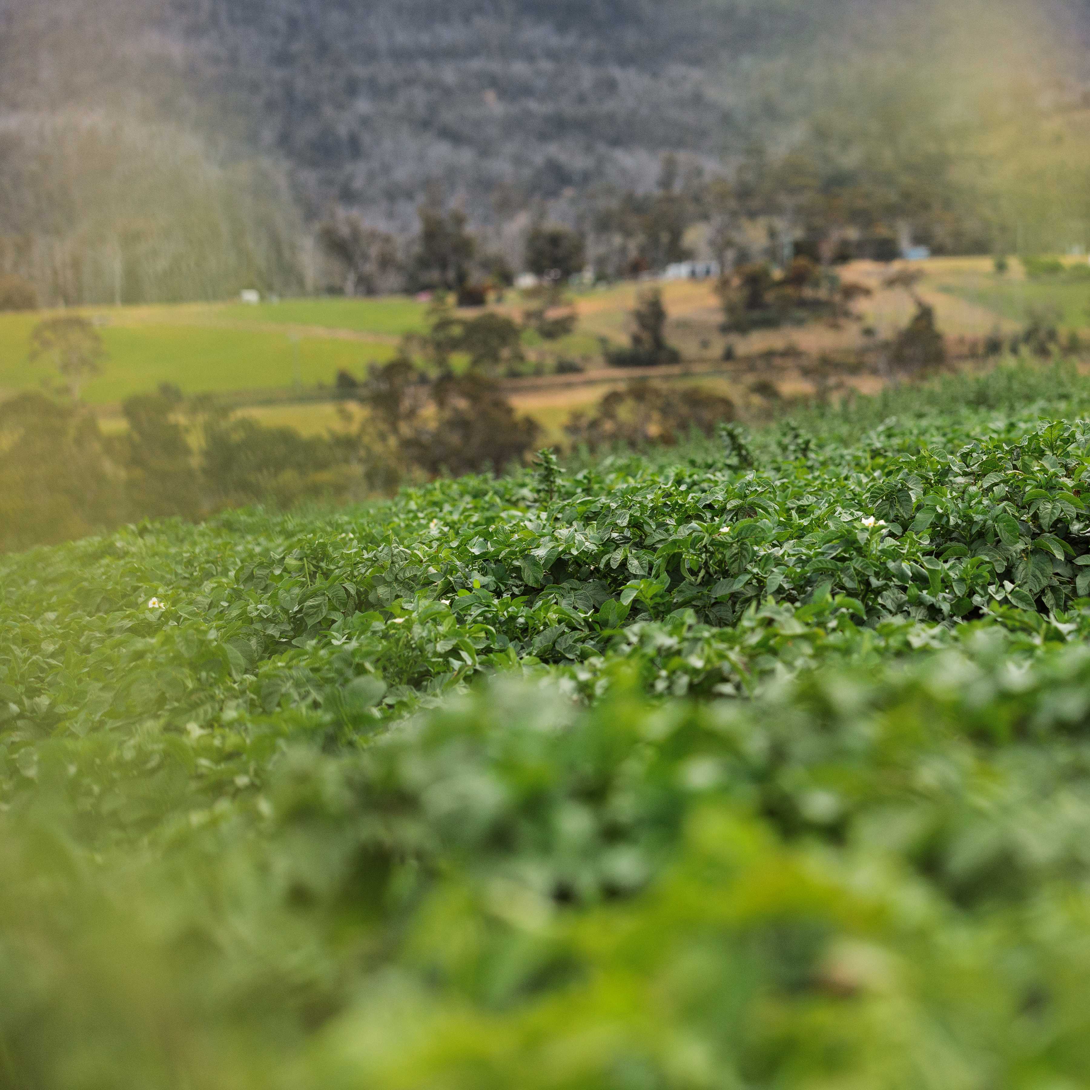 Potato field, Daly Potato Co, South-East Tasmania. Photo: Samuel Shelley / Brand Tasmania.