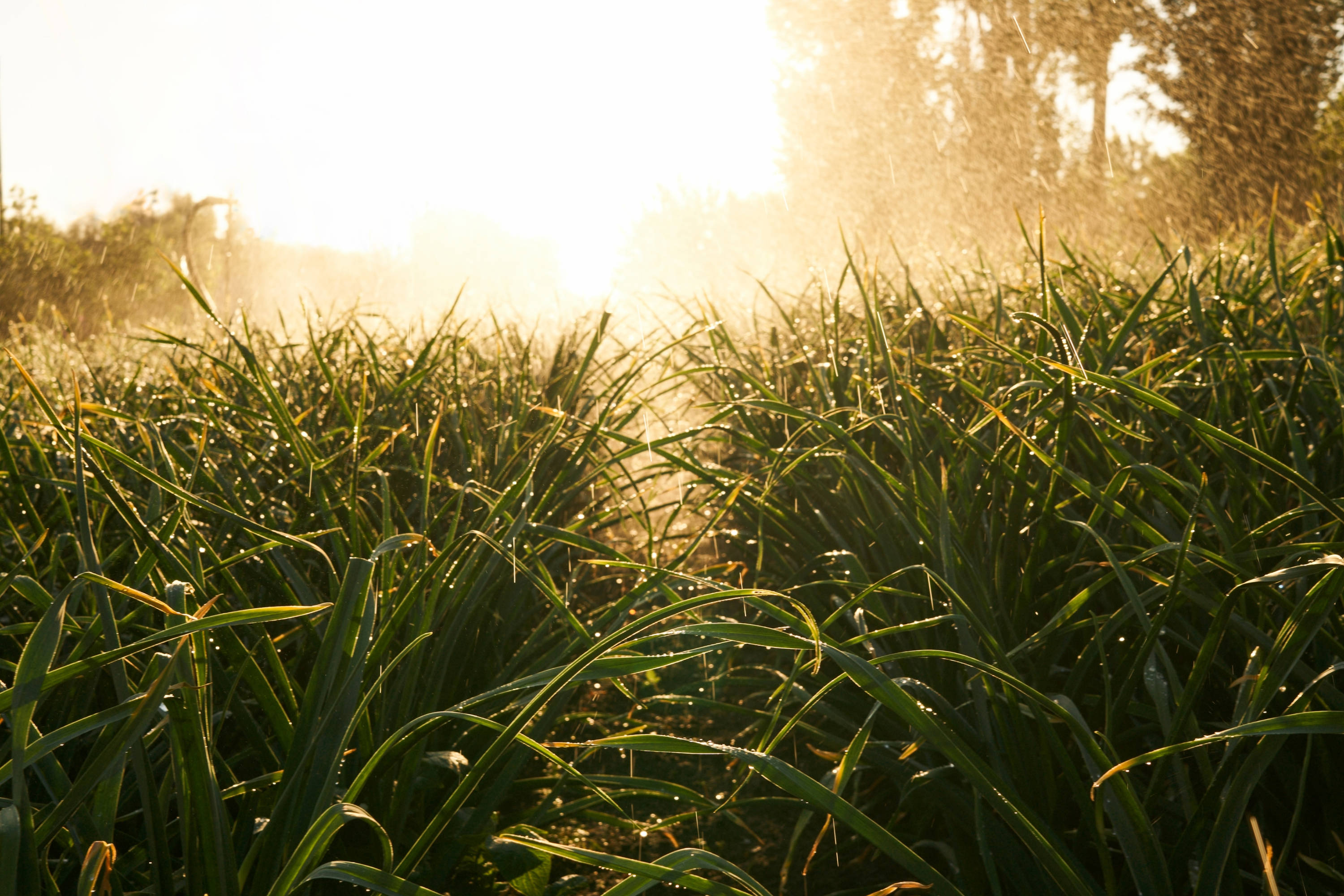 Garlic — Great depth of flavour Tasmanian Grown