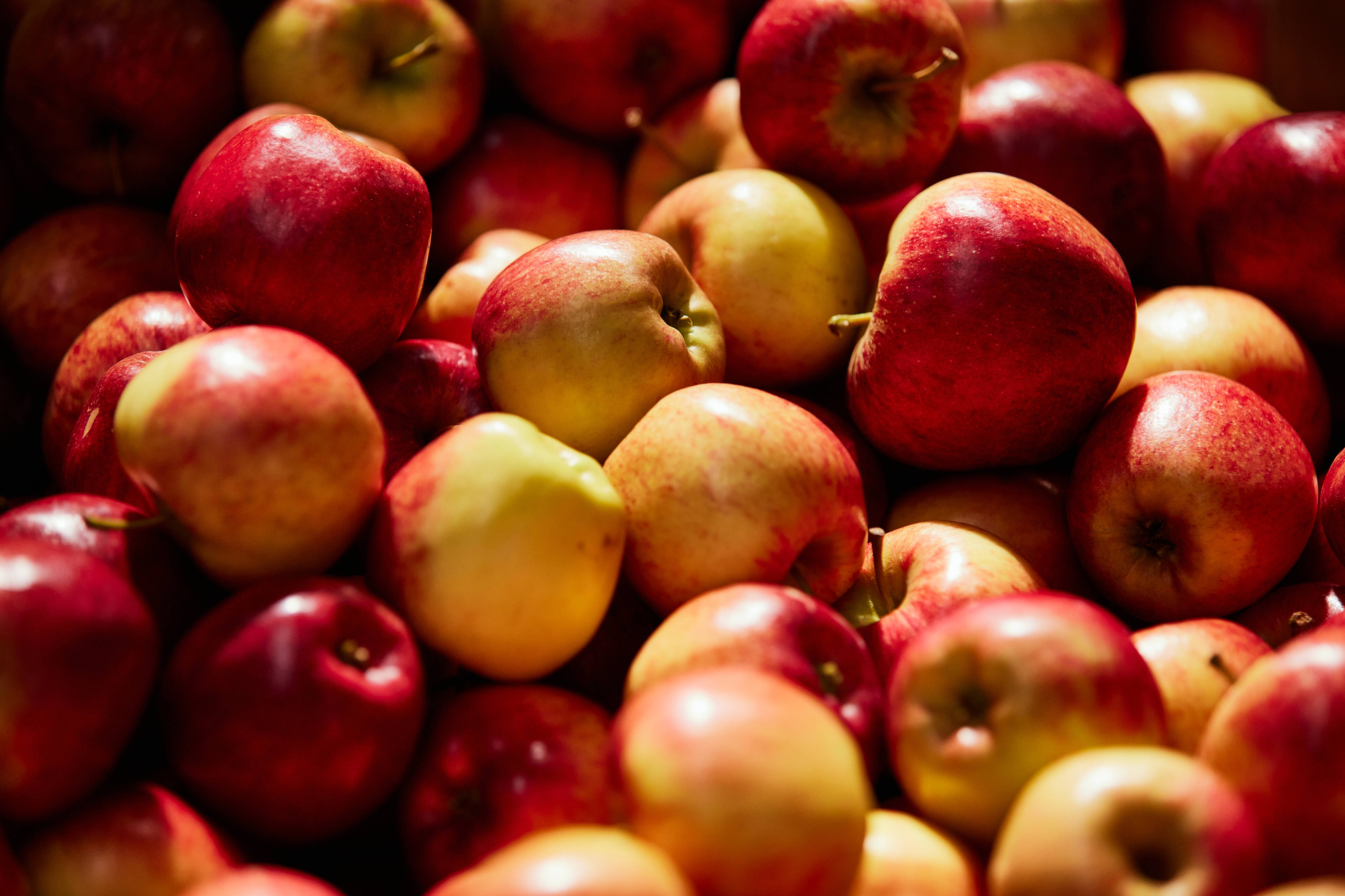 Apples by Hansen Orchards, Southern Tasmania. Photo: Samuel Shelley.