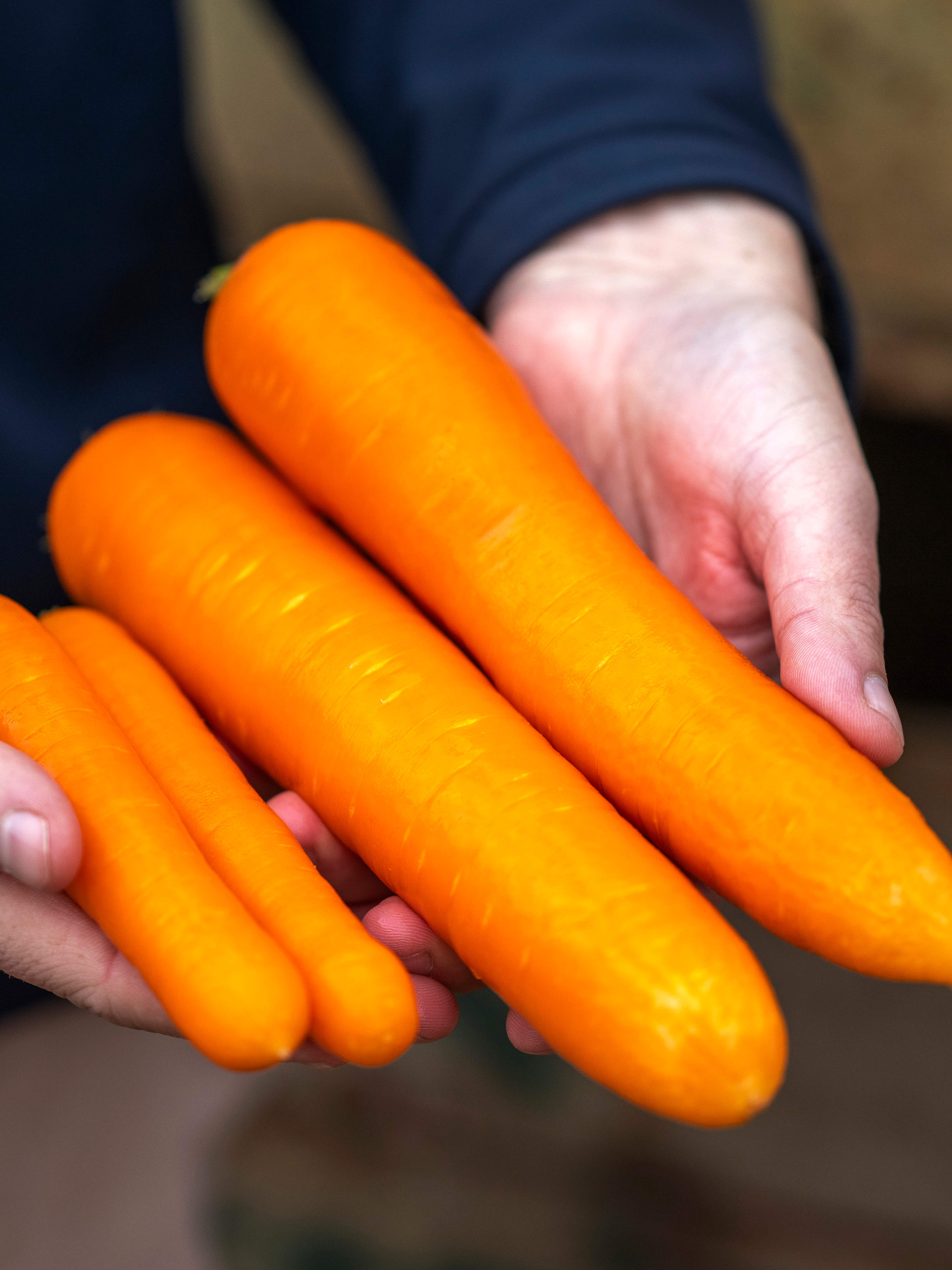 Carrots by Harvest Moon, North-West Tasmania. Photo: Rob Burnett.