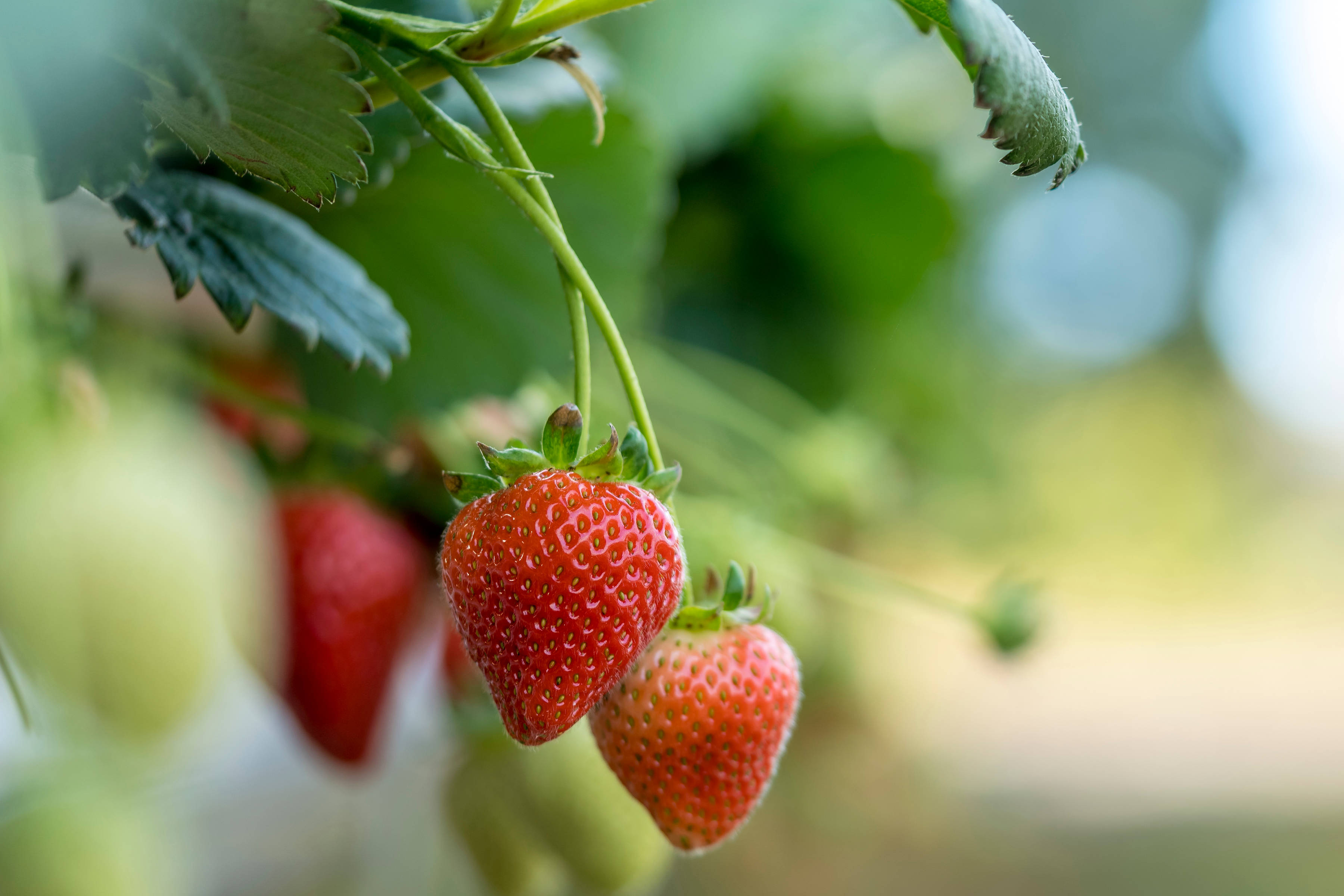 Strawberries by Hillwood Berries, North-West Tasmania. Photo: Rob Burnett.