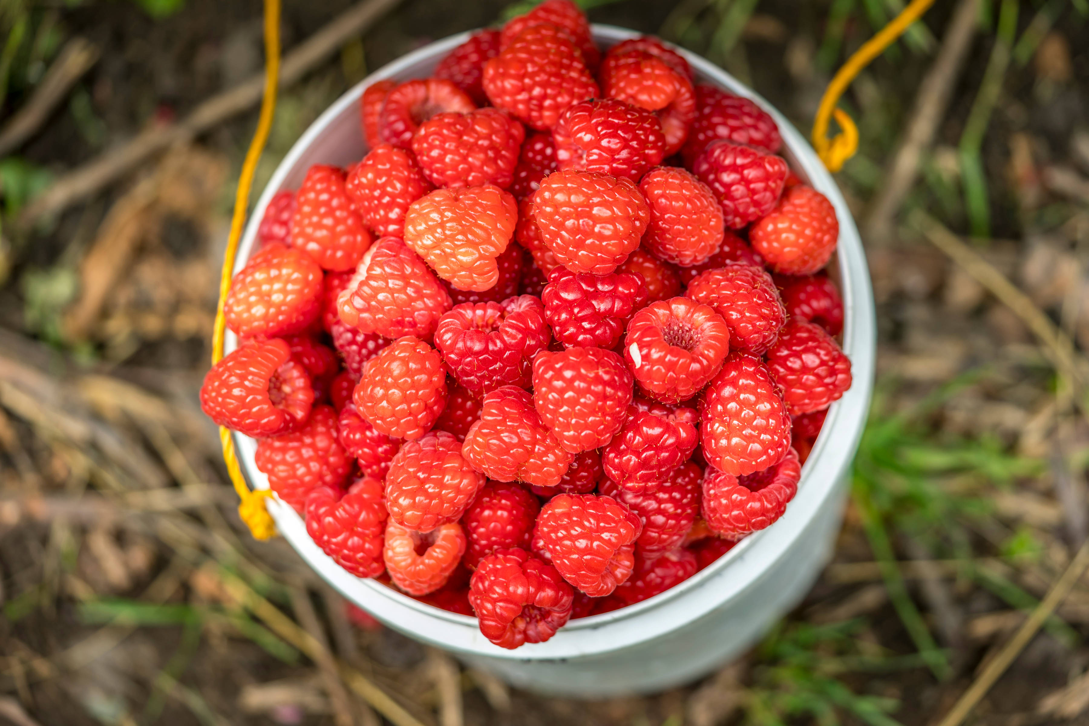 Raspberries by Hillwood Berries, North-West Tasmania. Photo: Rob Burnett.