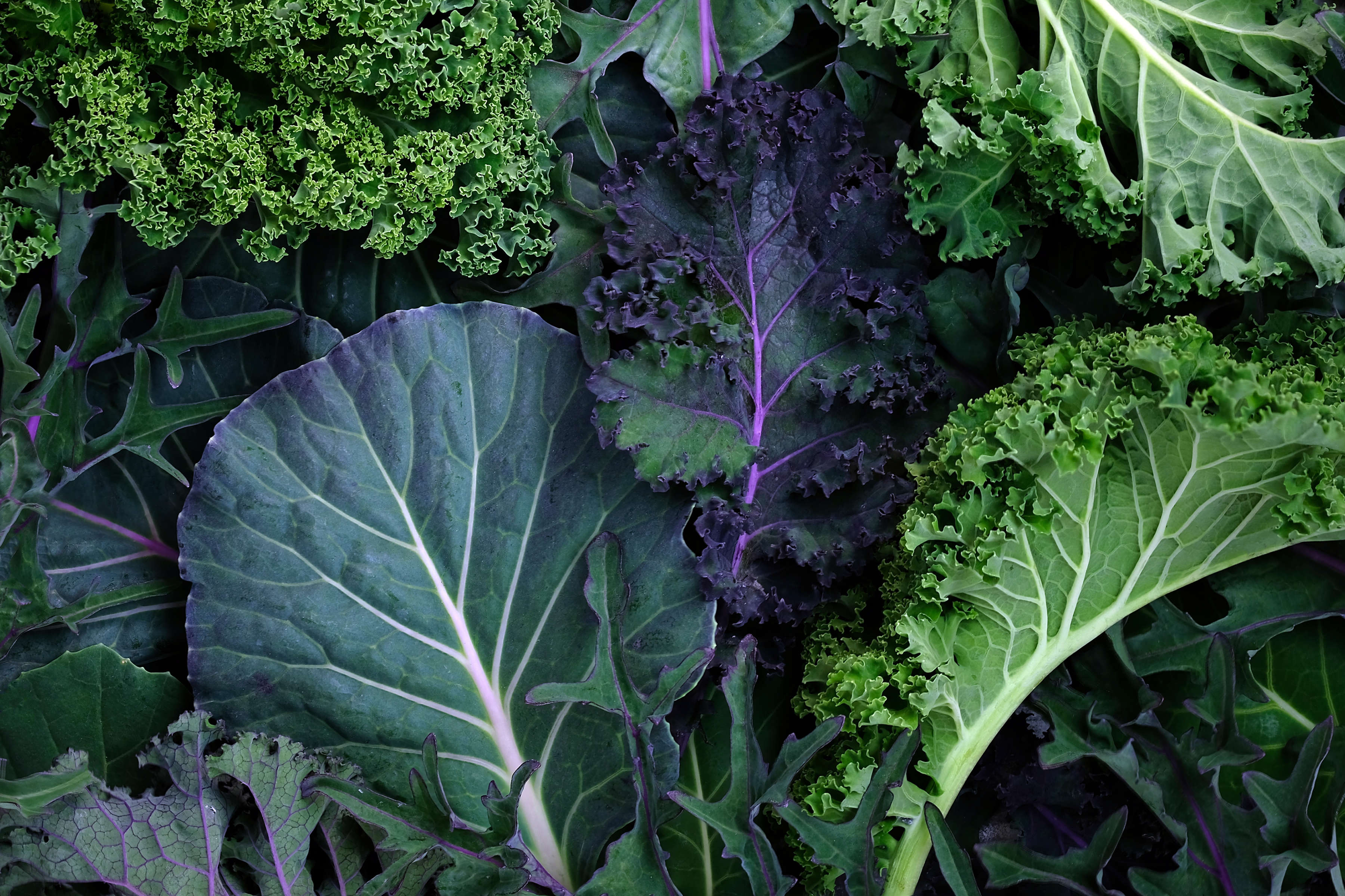 Leafy greens. Photo: Tetiana Kolubai / iStock.