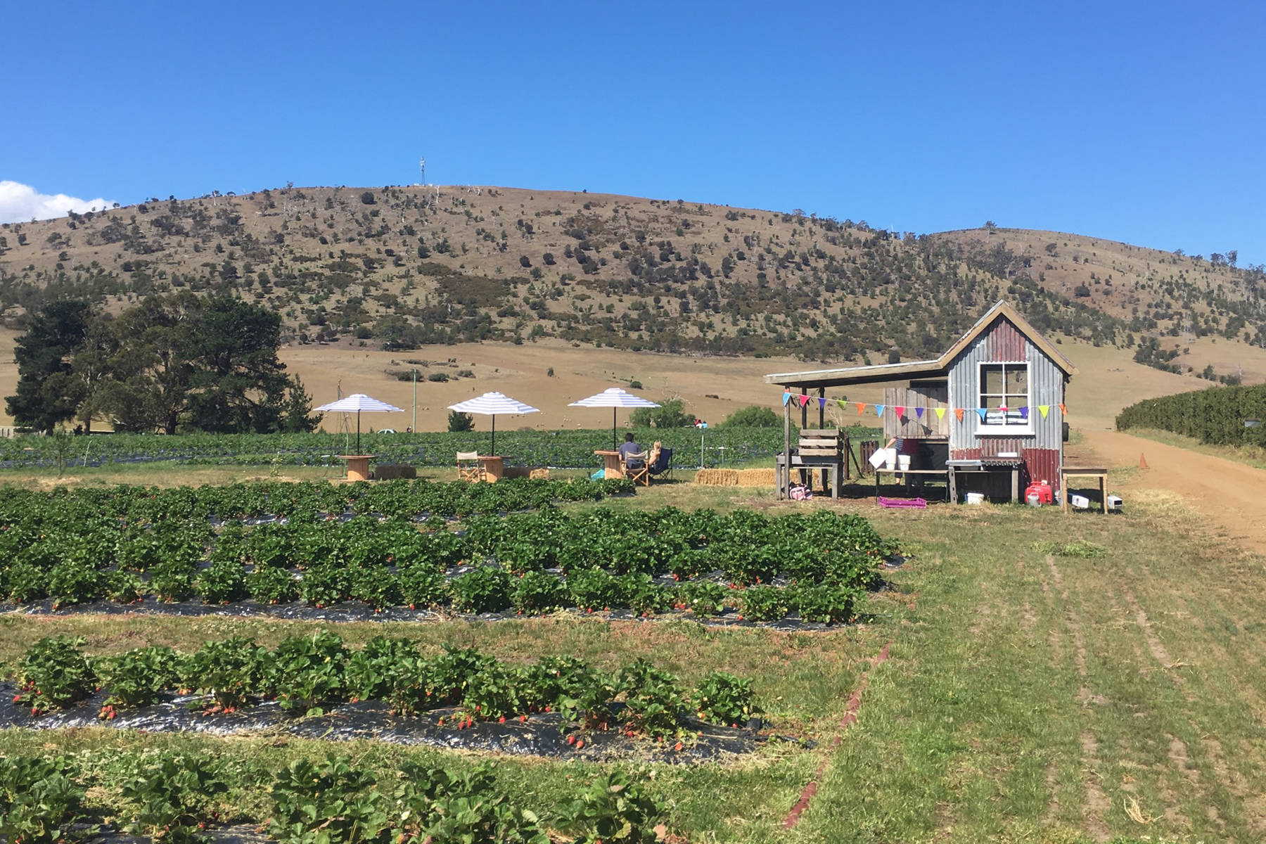 Sophie Nichols of Littlewood Berry Farm Tasmanian Grown