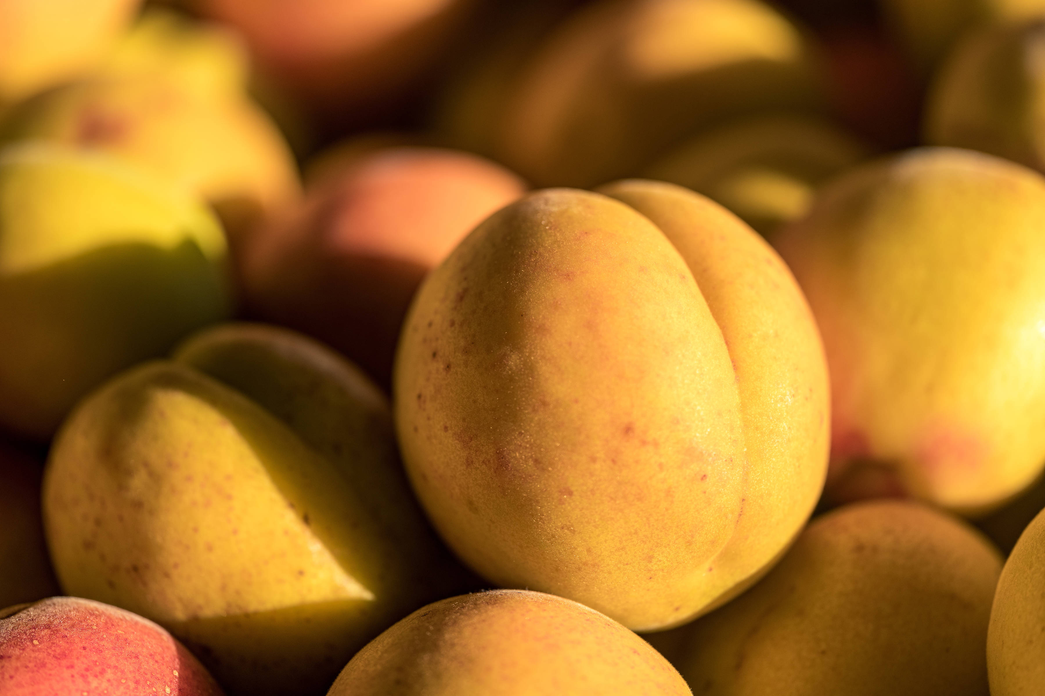 Apricots by Lowdina Orchard, Southern Tasmania. Photo: Andrew Wilson.