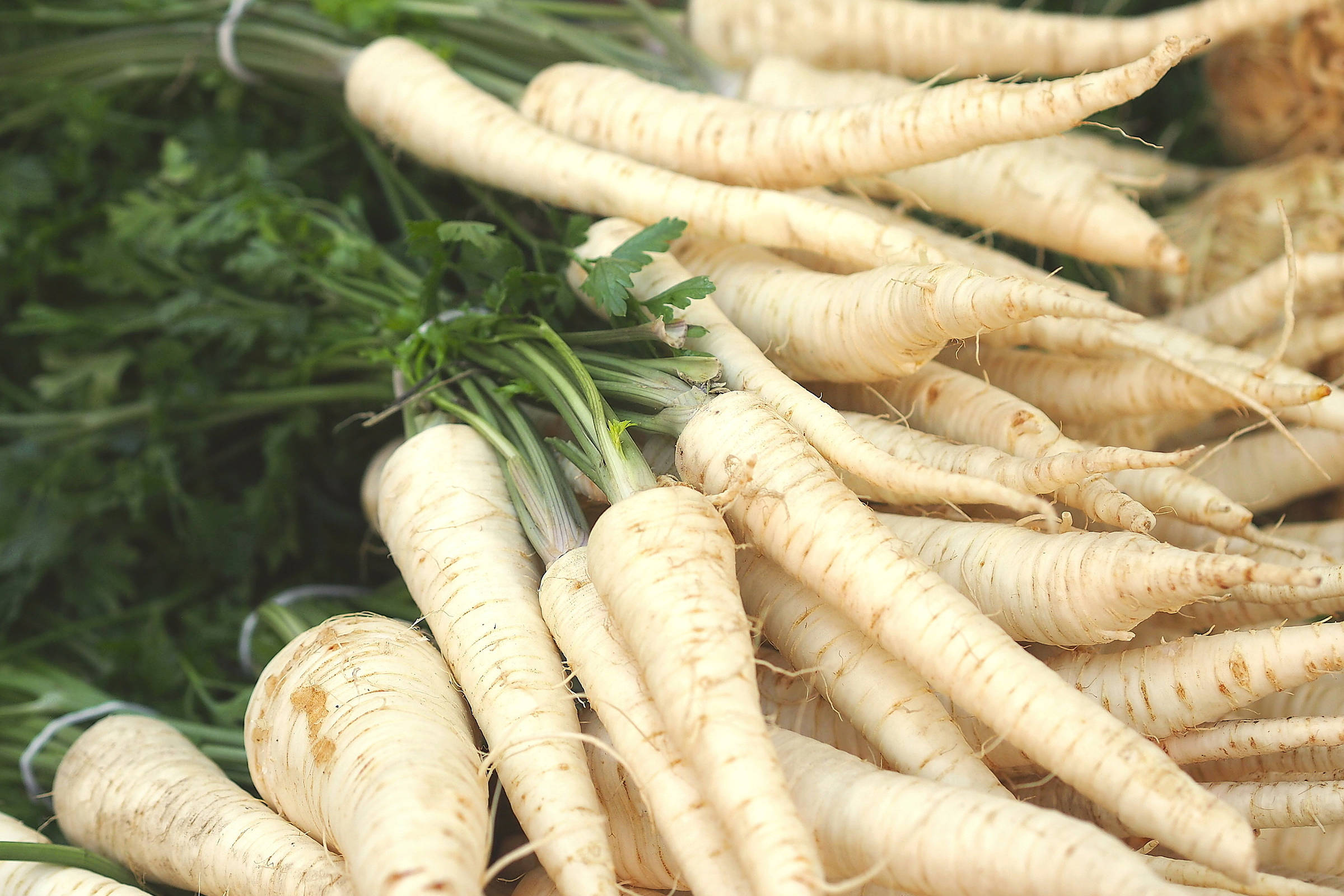 Bunch of parsnips. Photo: veou / iStock.