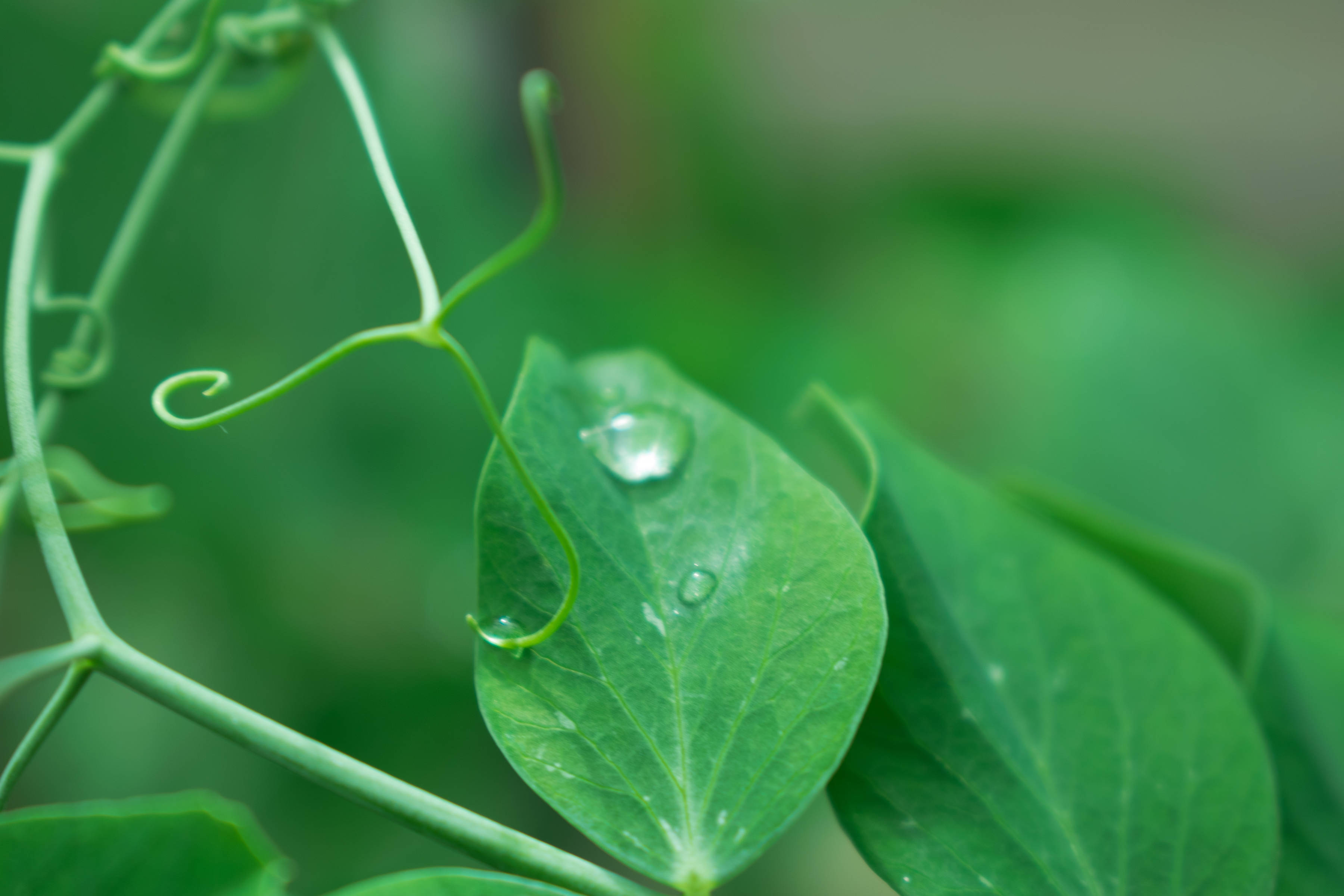 Green pea plant. Photo: Deb Barnes / Unsplash.