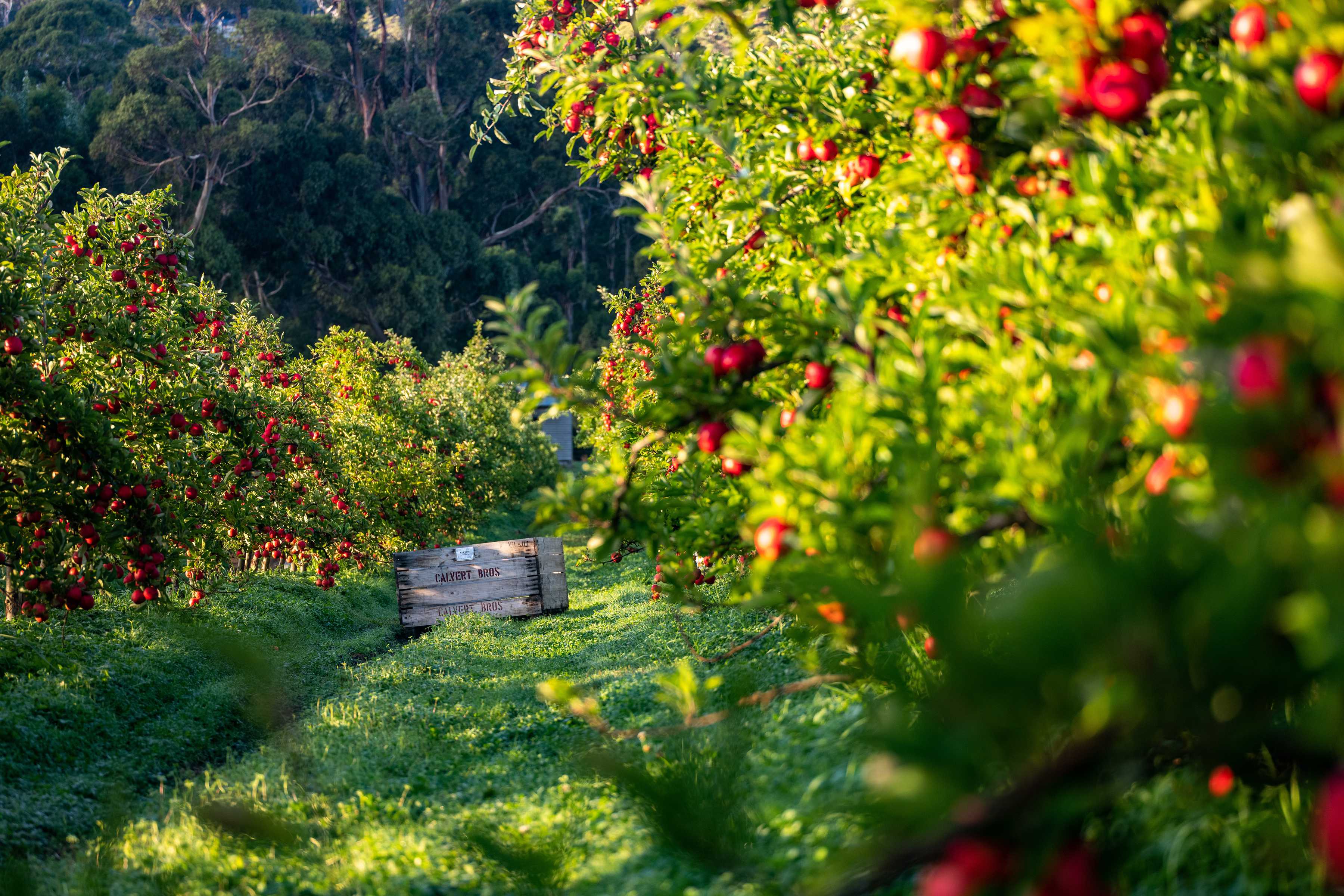 Apples by R&R Smith, Southern Tasmania. Photo: Andrew Wilson.