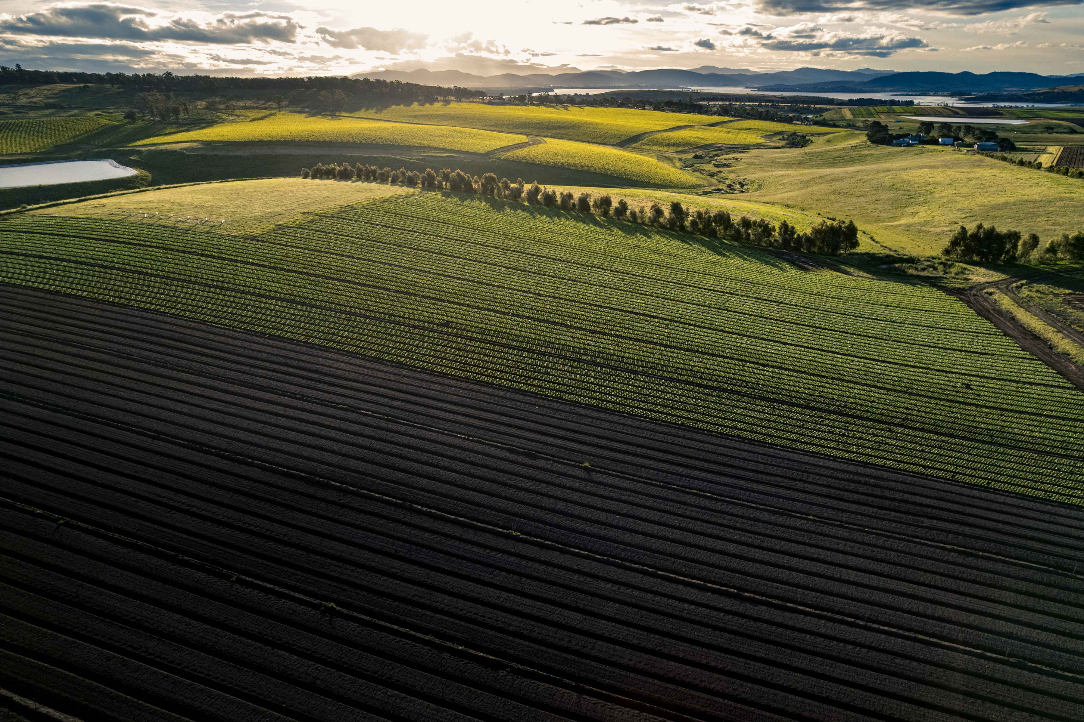 Fields of leafy greens by Southern Fields, Southern Tasmania. Photo: Andrew Wilson.