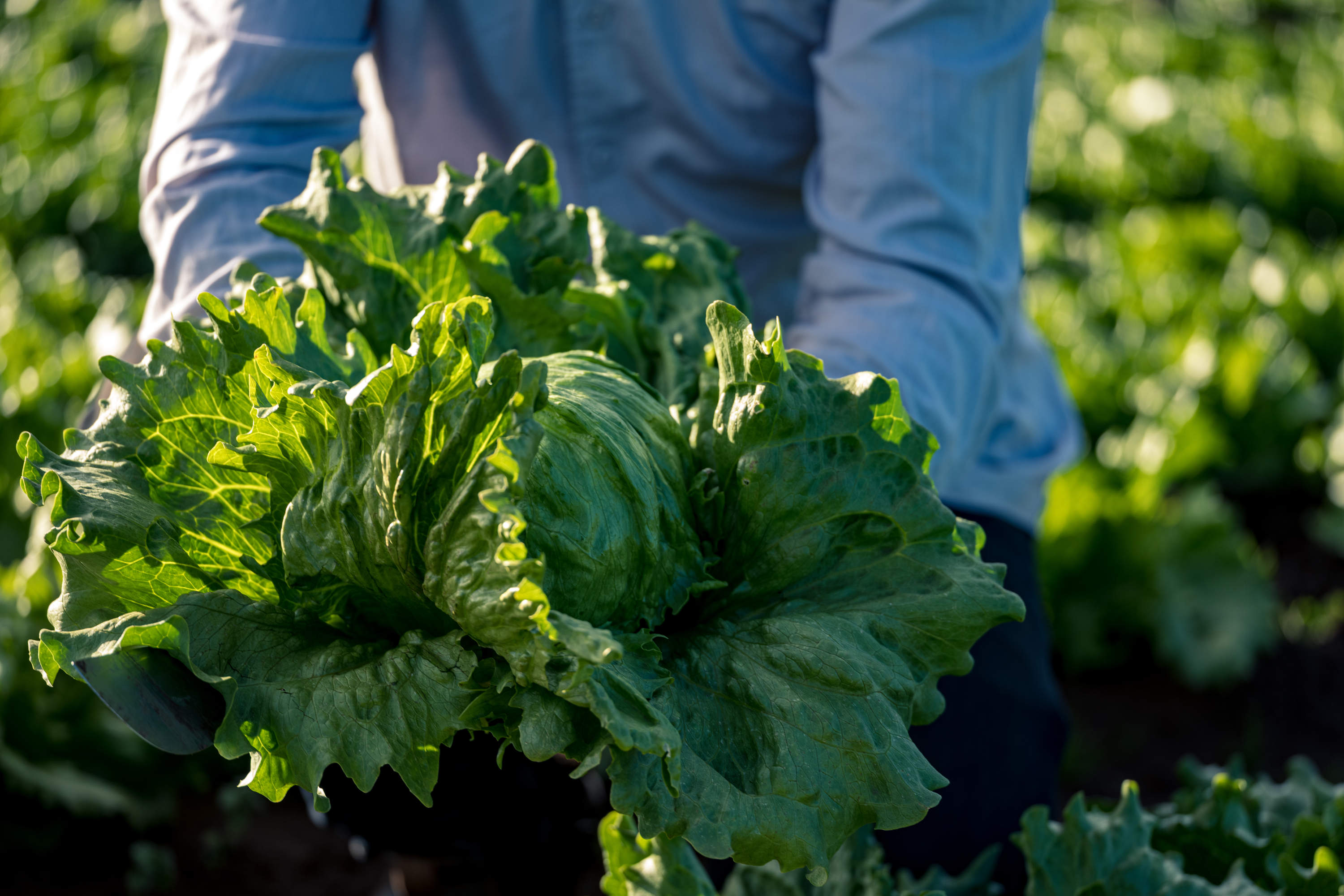 What we grow Tasmanian Grown