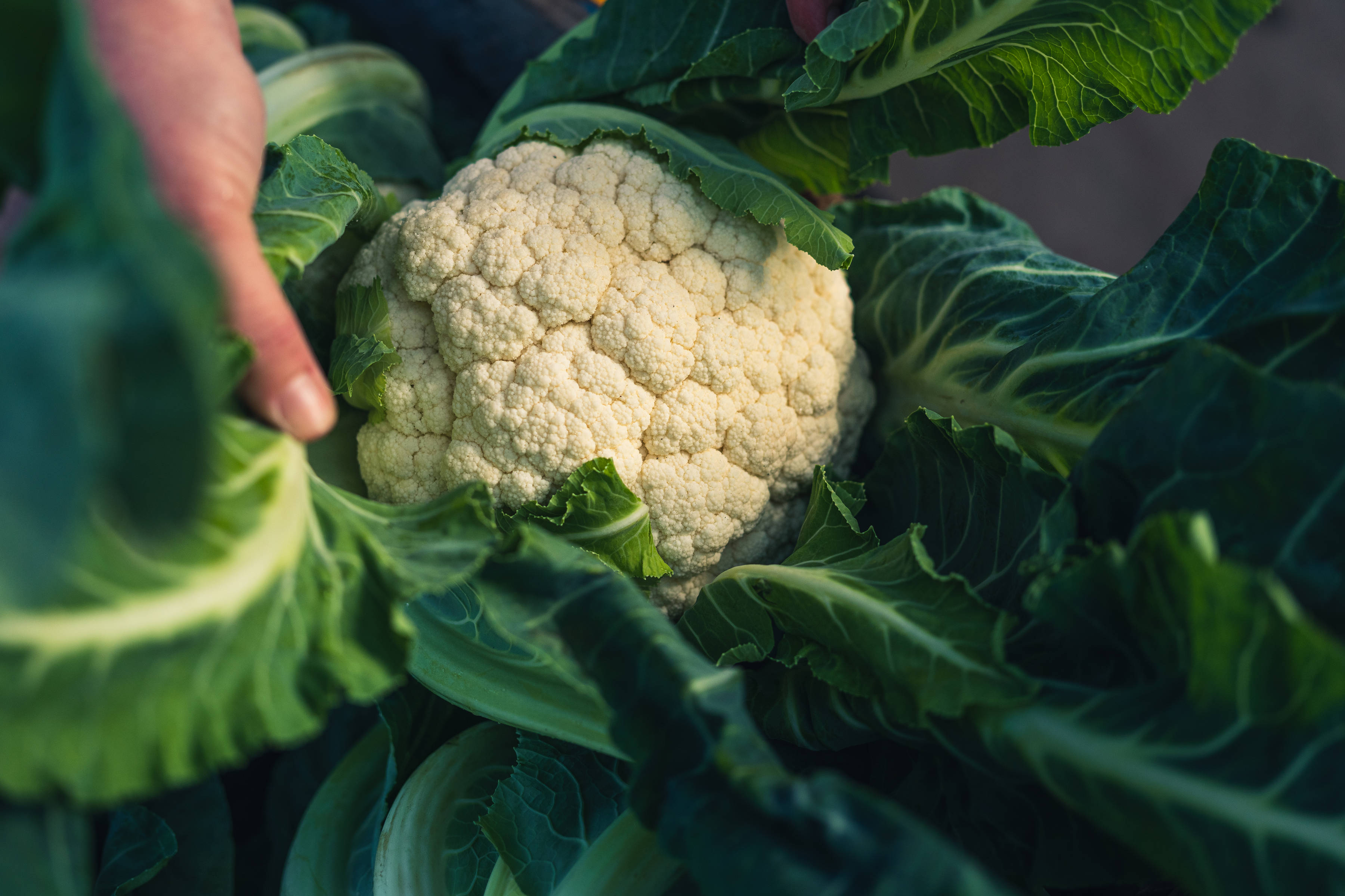 Cauliflower by Southern Fields, Southern Tasmania. Photo: Andrew Wilson.