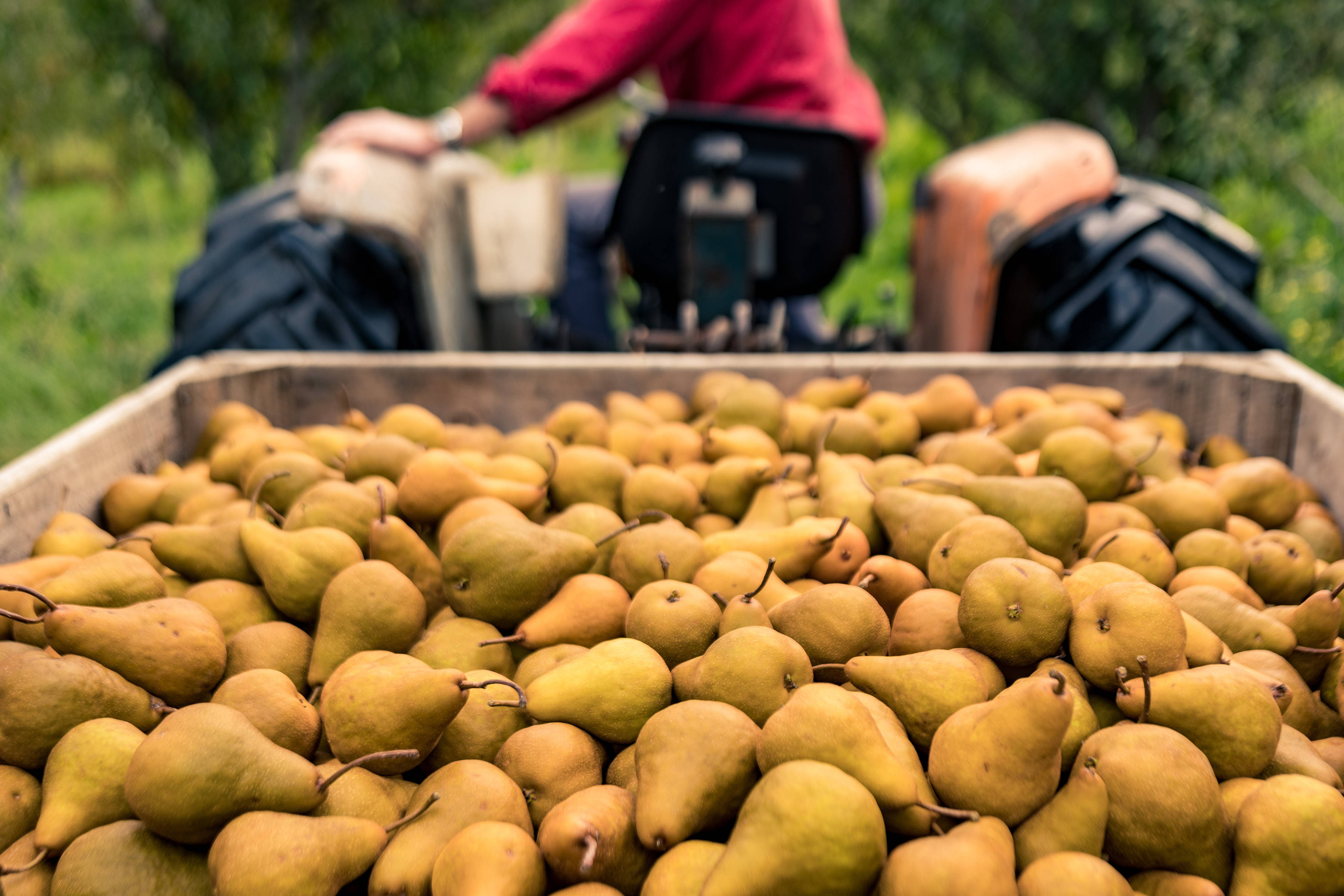 Pear harvesting by Tasman Peninsula Pears. Photo: Andrew Wilson.