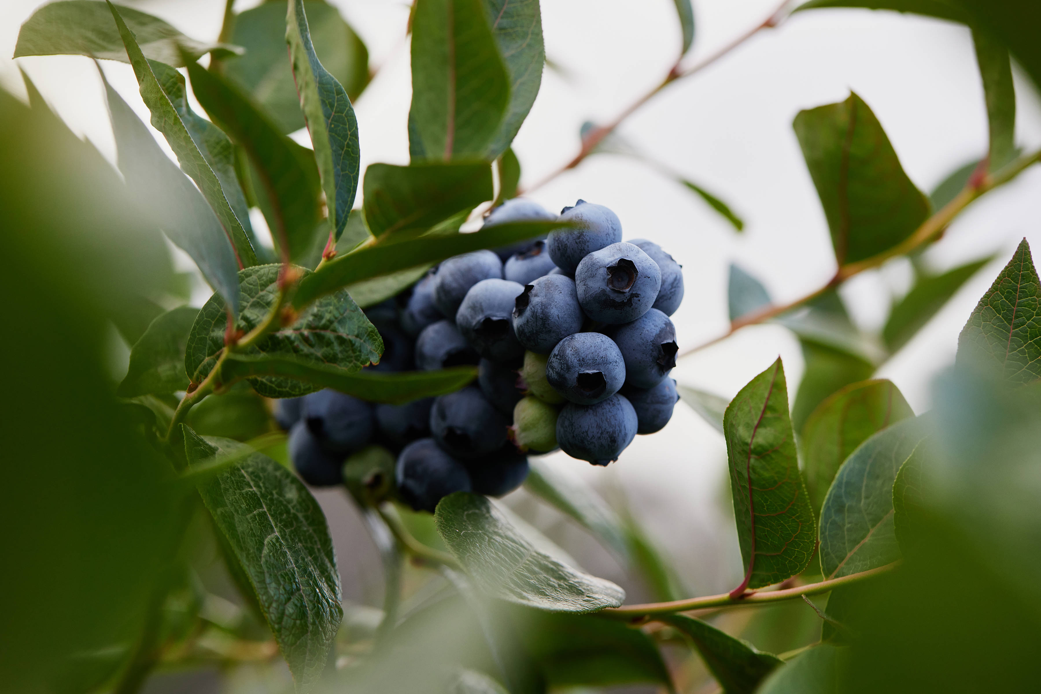 Blueberries by Tru Blu Berries, Southern Tasmania. Photo: Samuel Shelley.