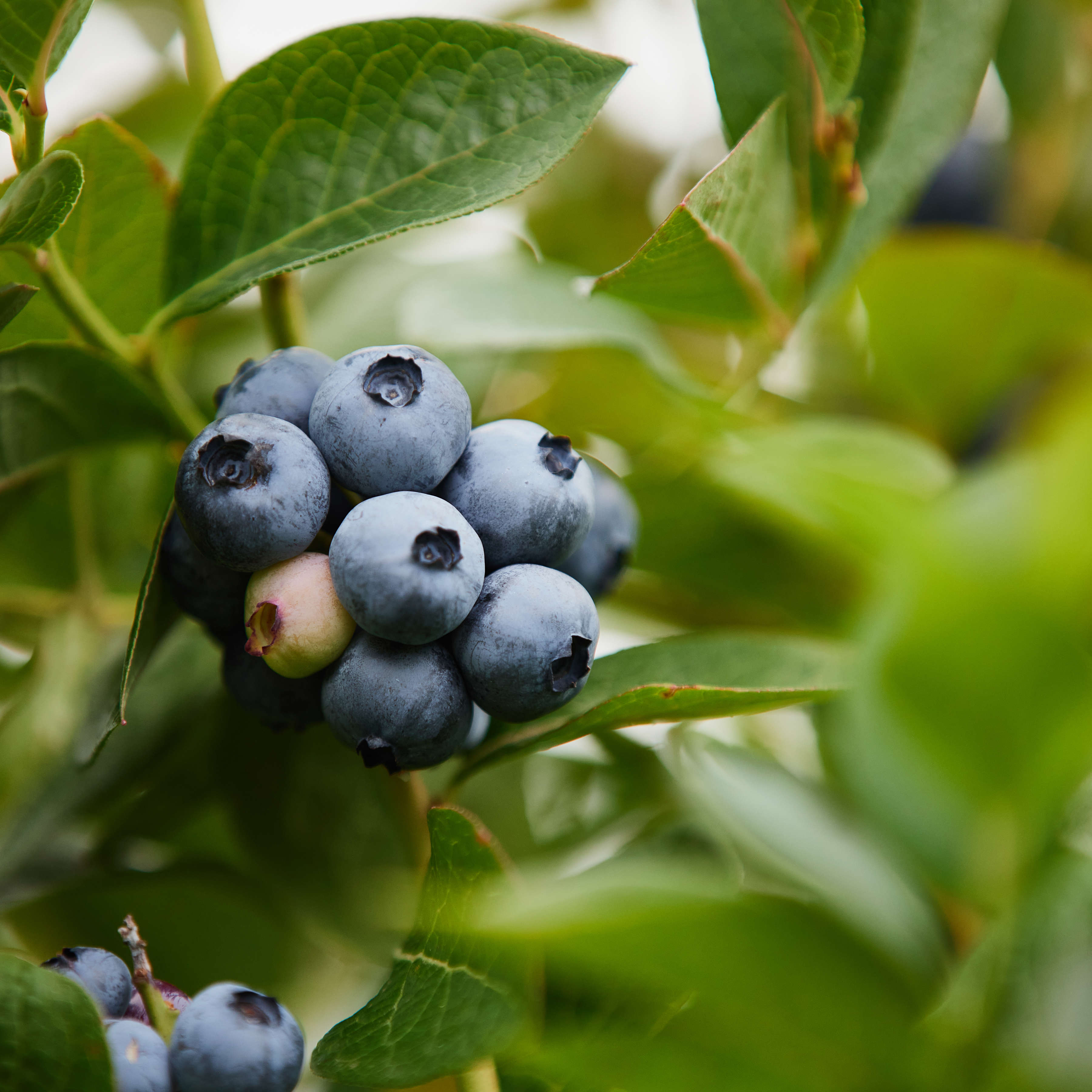 Blueberries on bush, Tassie Blue Blueberries, Southern Tasmania. Photo: Samuel Shelley.