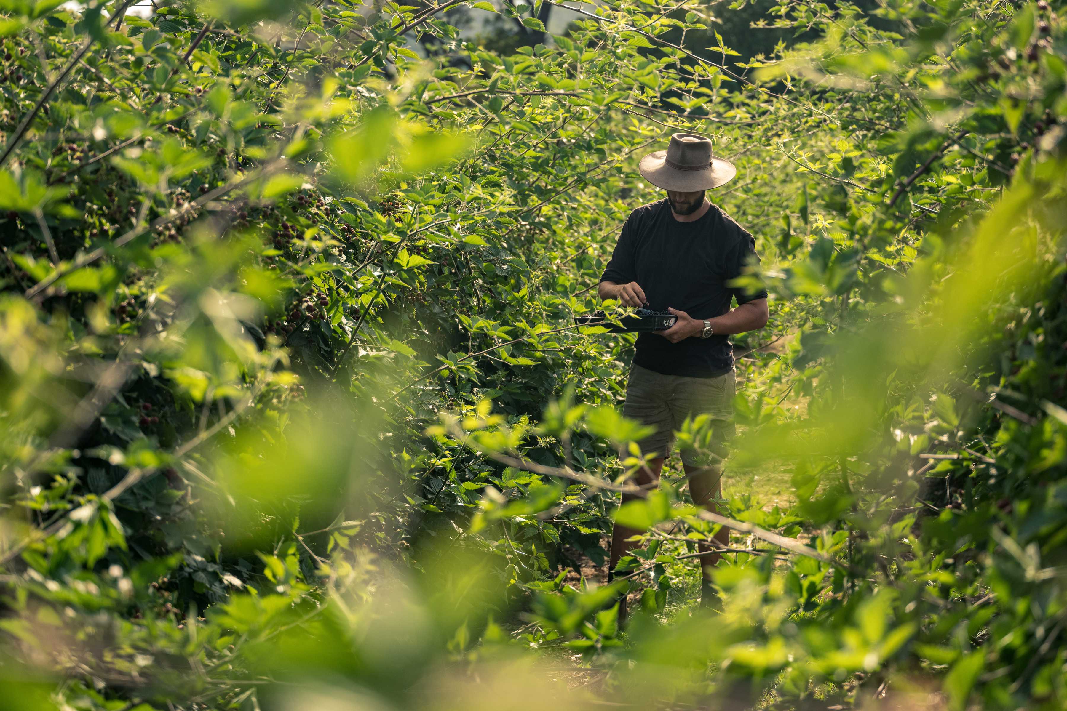 Grower picking berries at Westerway Raspberry Farm. Photo: Andrew Wilson.