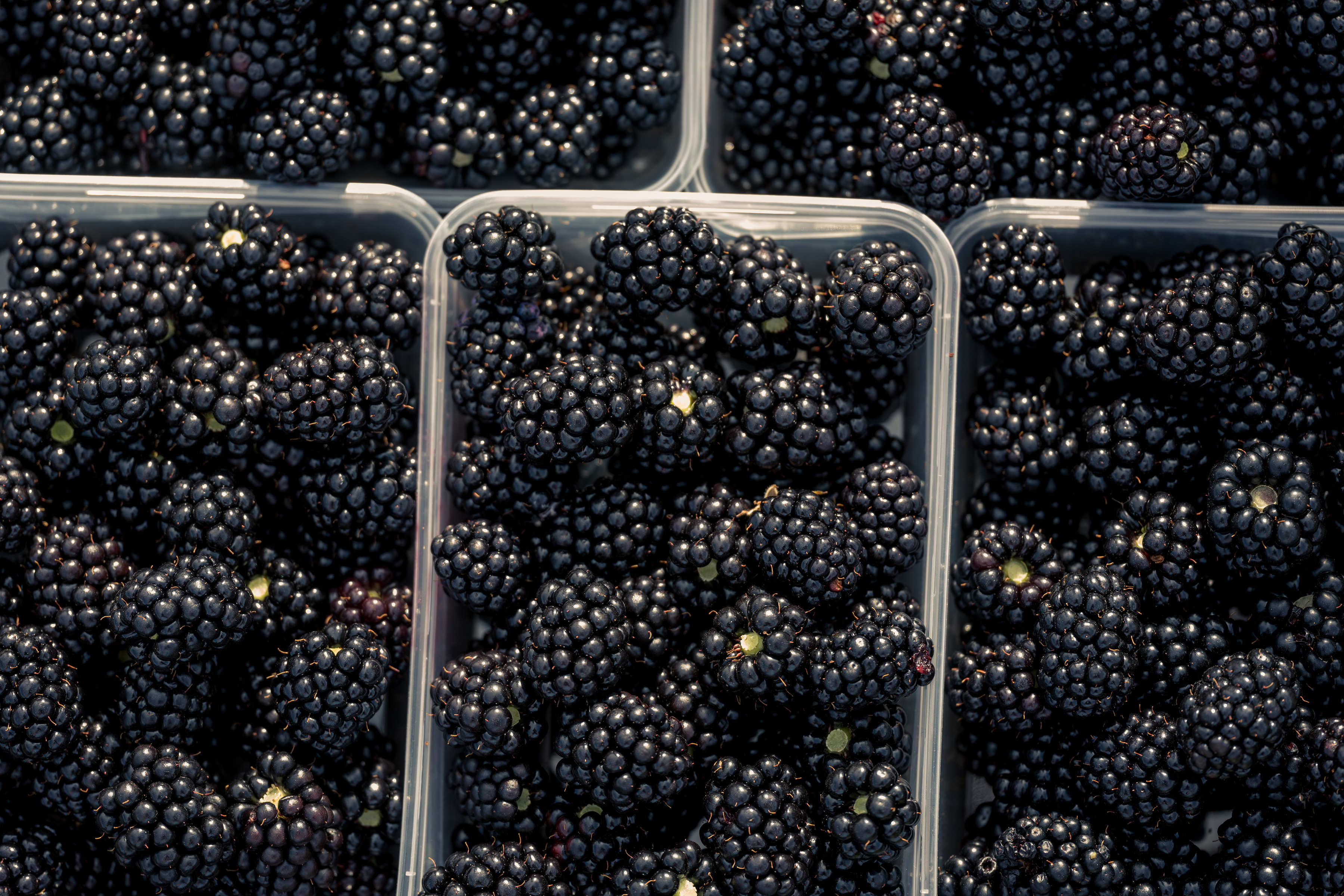 Blackberries in punnets by Westerway Raspberry Farm, Southern Tasmania. Photo: Andrew Wilson.