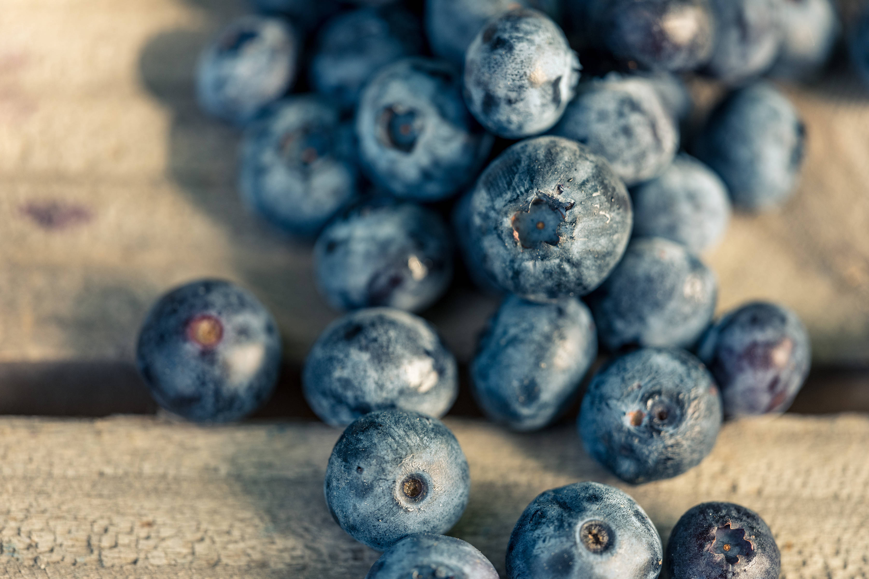 Blueberries by Westerway Raspberry Farm, Southern Tasmania. Photo: Andrew Wilson.