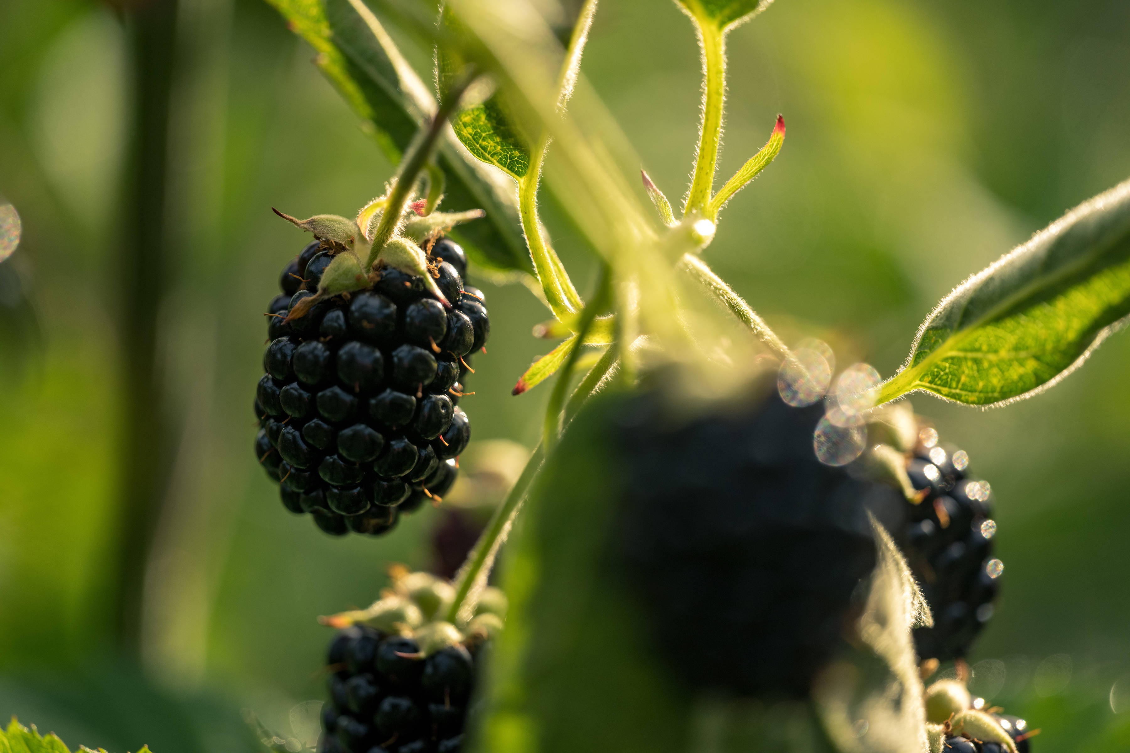 Blackberries by Westerway Raspberry Farm, Southern Tasmania. Photo: Andrew Wilson.