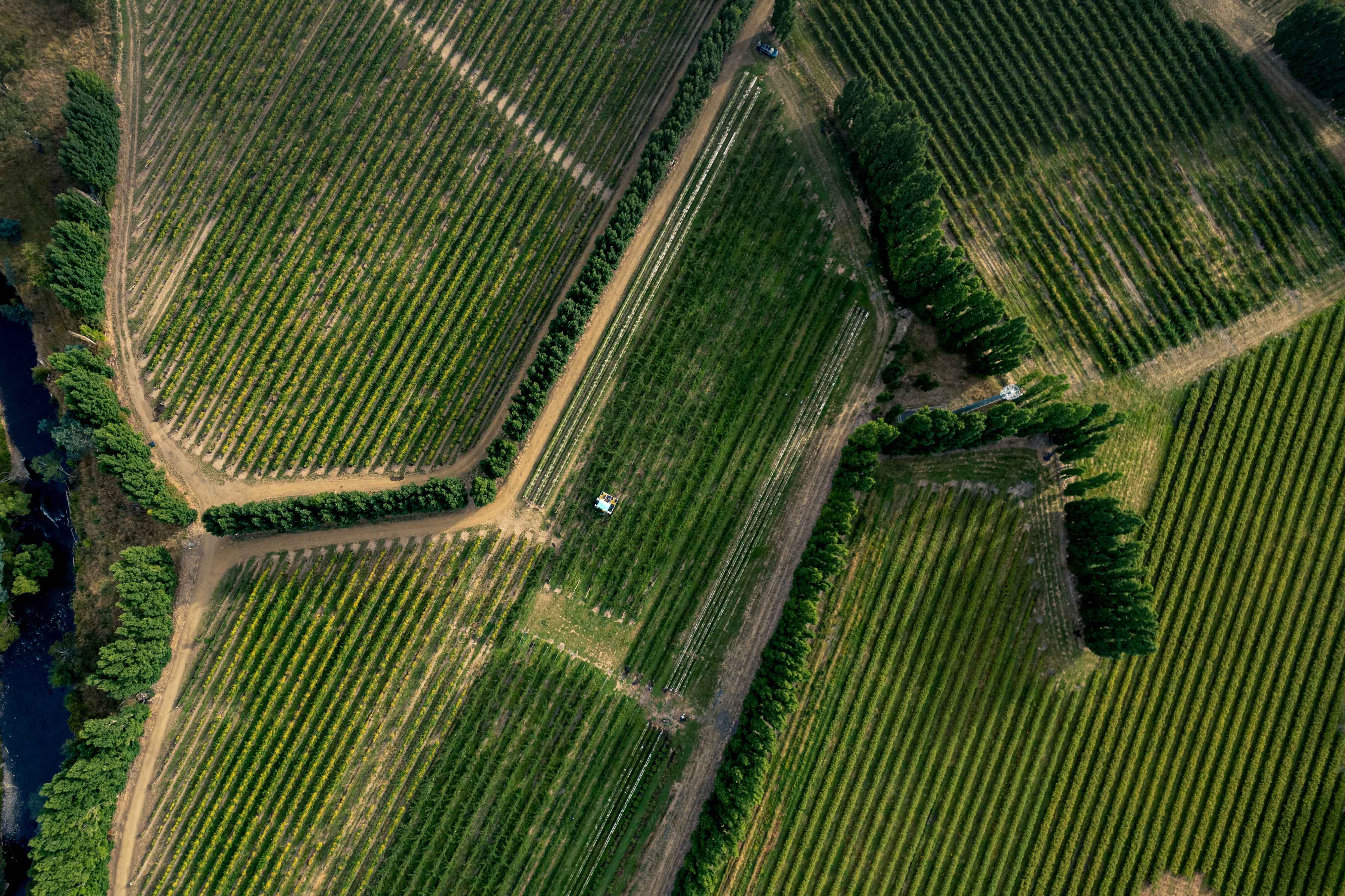 Drone image of blackberry fields at Westerway Raspberry Farm, Southern Tasmania. Photo: Andrew Wilson.