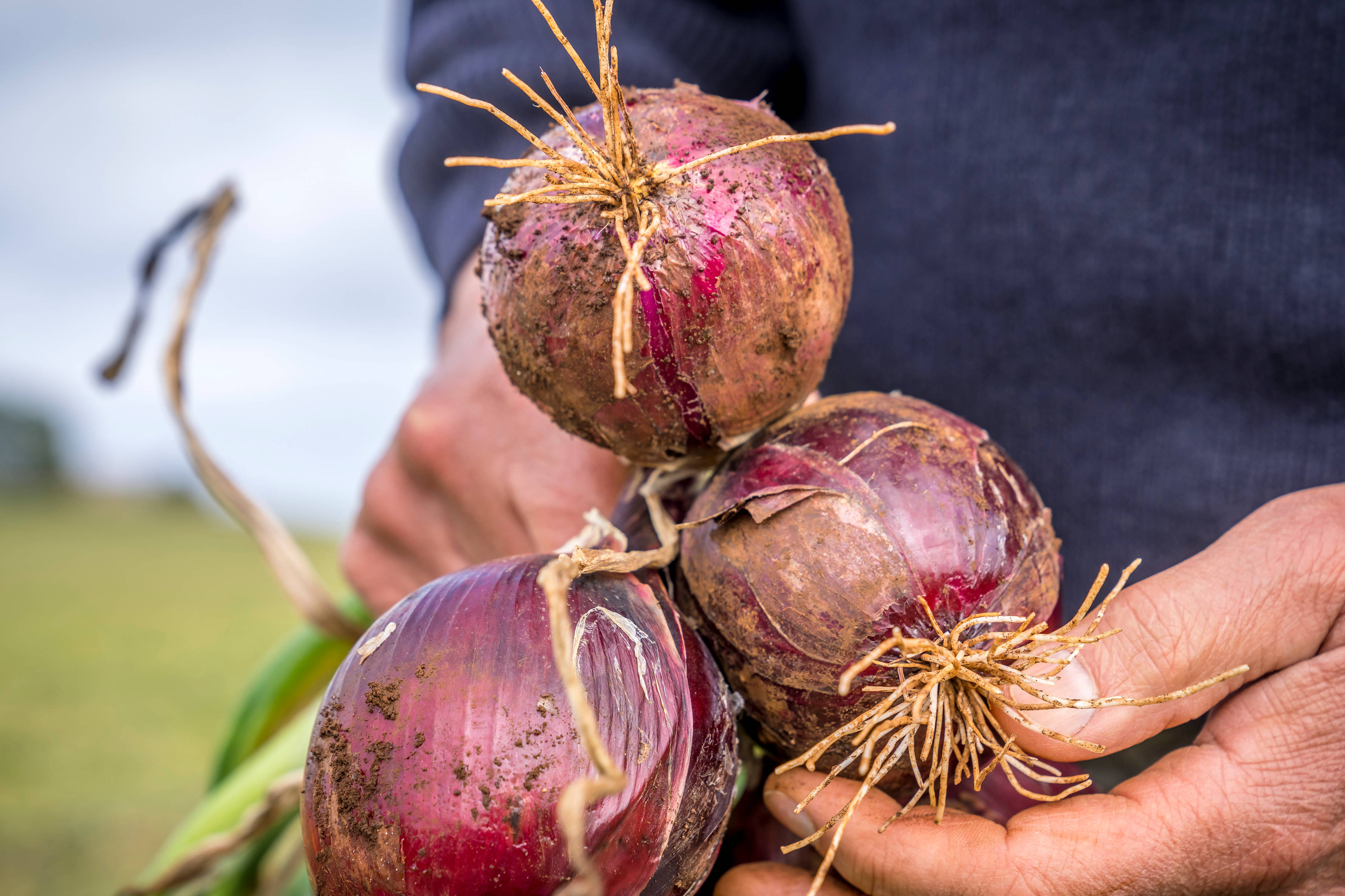 Onions by Wynyon Tasmania, North-West Tasmania. Photo: Rob Burnett.