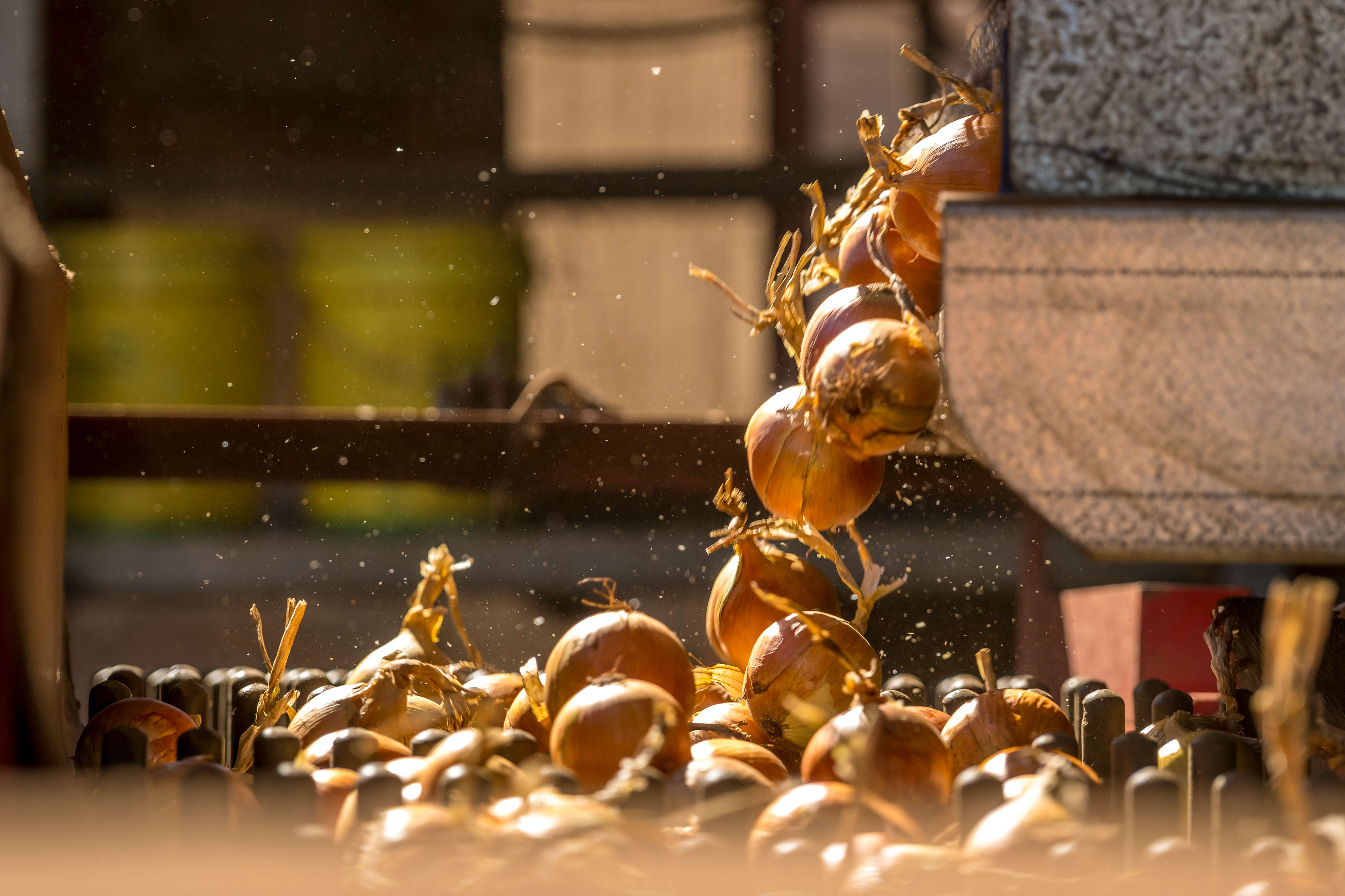 Onions — Full flavoured, firm and sweet Tasmanian Grown